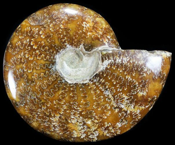 Polished, Agatized Ammonite (Cleoniceras) - Madagascar #60745